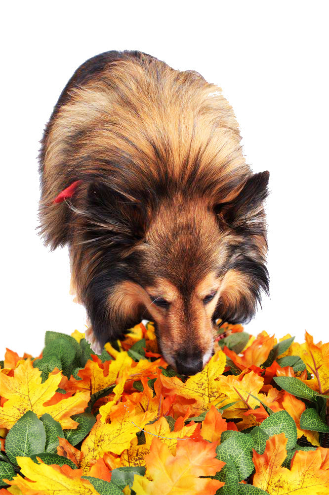 Pet Jungle Feeding Mat Washable