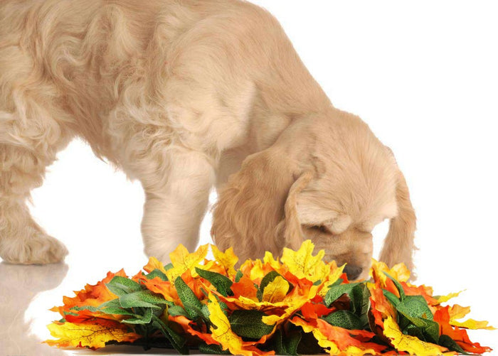 Pet Jungle Feeding Mat Washable